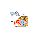 测试鼓室肌声反射的目的是什么？
