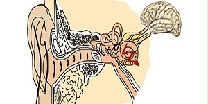 听觉的传导&耳鸣的产生