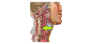 颈性眩晕综合征从解剖到治疗，一网打尽