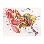 听觉传导通路有几条？