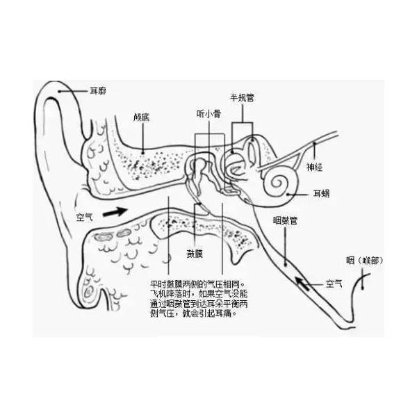 如何看懂声导抗检测报告中的咽鼓管功能图？