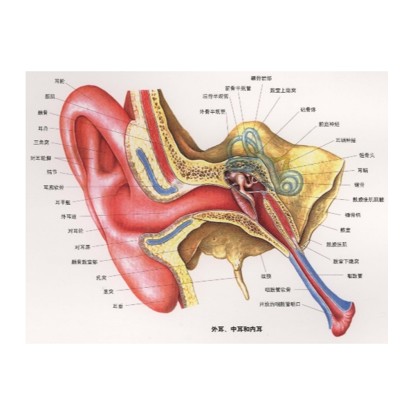 听觉传导通路有几条？